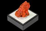 Bright Orange Crocoite Crystal Cluster - Tasmania #171669-1